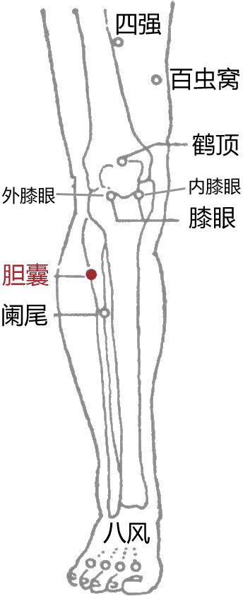 胆囊穴 - 人体穴位图 | 众健康中医